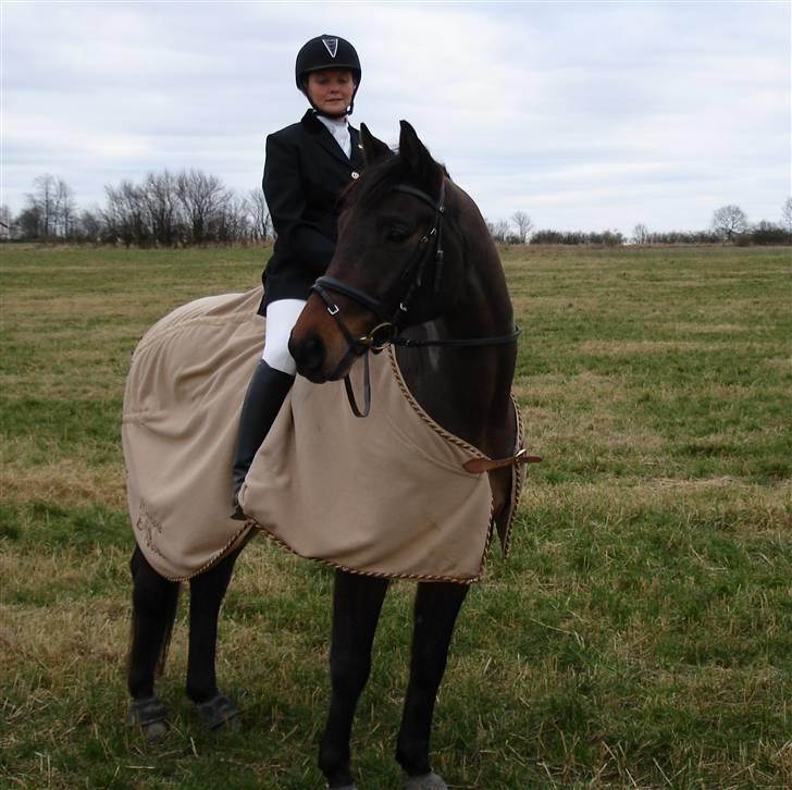 Trakehner Aschianti - Min charmetrold Aschianti billede 15