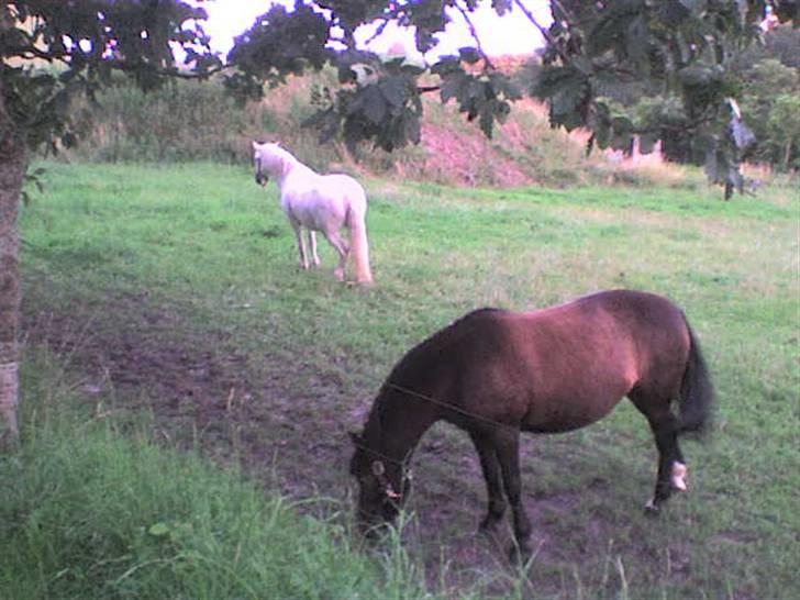 Anden særlig race Mirka Belinda R.I.P billede 13
