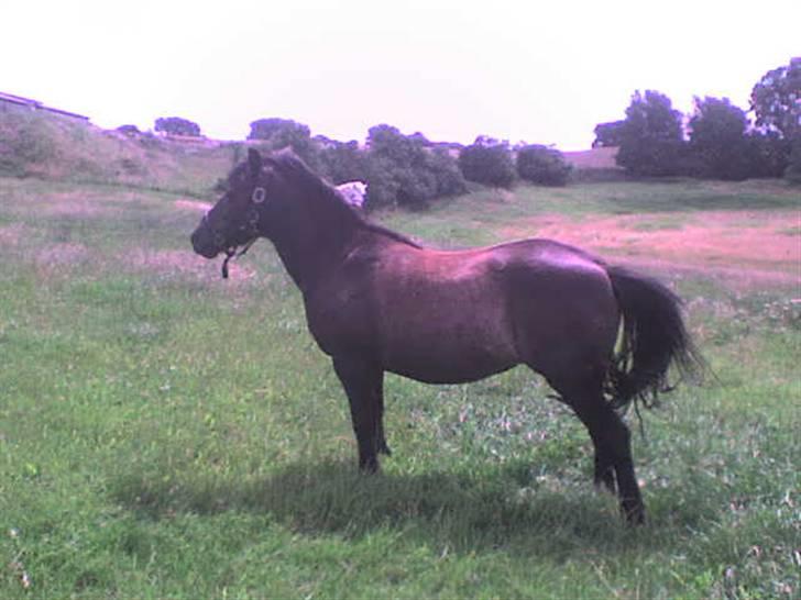 Anden særlig race Mirka Belinda R.I.P billede 15