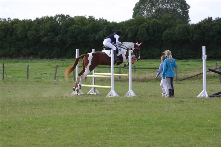 Pinto Shakira - LD spring 13/9-09  Foto: Joan Kvolbæk billede 16