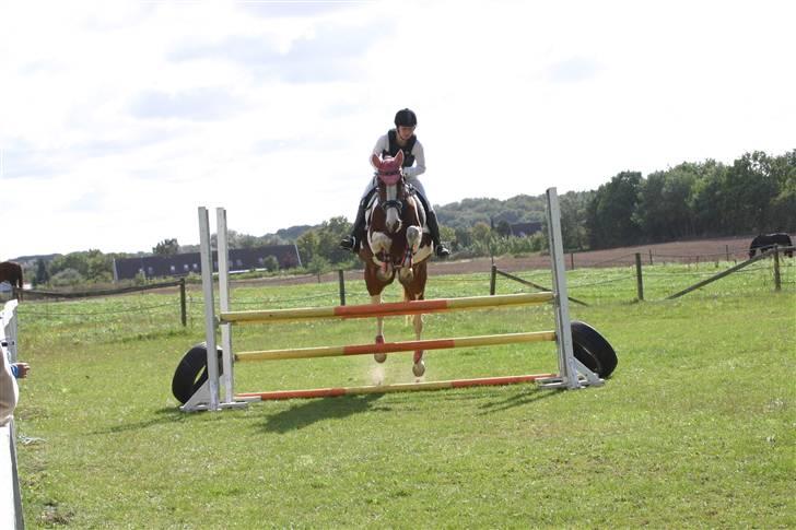 Pinto Shakira - LC spring 13/9-09  Foto: Joan Kvolbæk billede 17