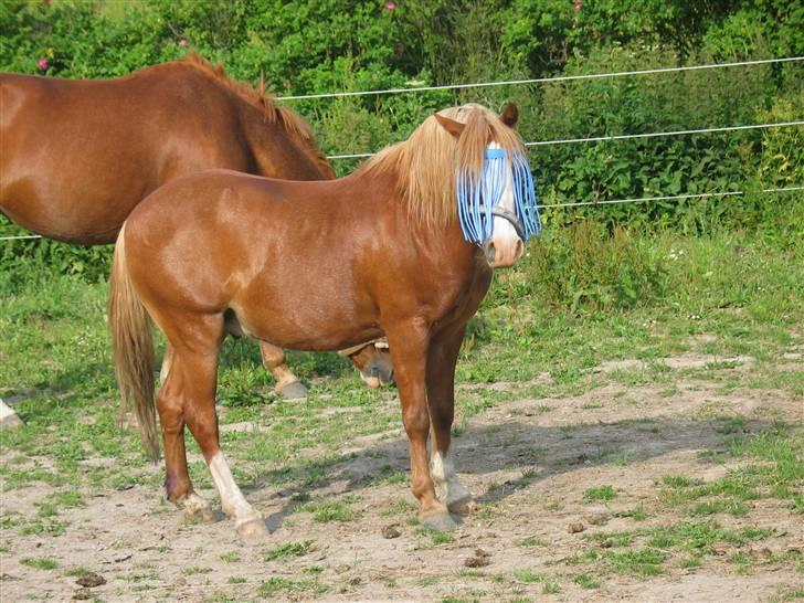 Welsh Mountain (sec A) Bubbly Snowflake  - Den lille smår tykke pony<3 billede 2