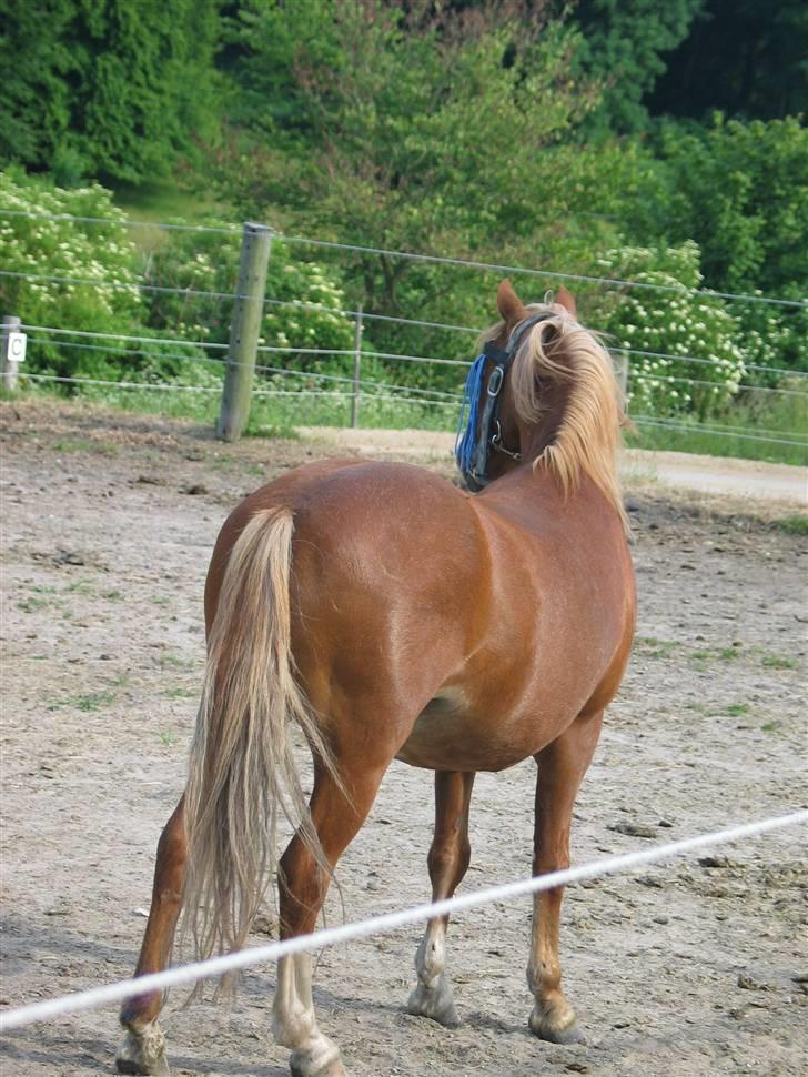 Welsh Mountain (sec A) Bubbly Snowflake  - og så bag fra C(; billede 3