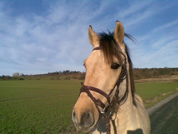Anden særlig race Vangshøjs Baily (solgt) - En dag vi var ude og gå .. :P billede 11