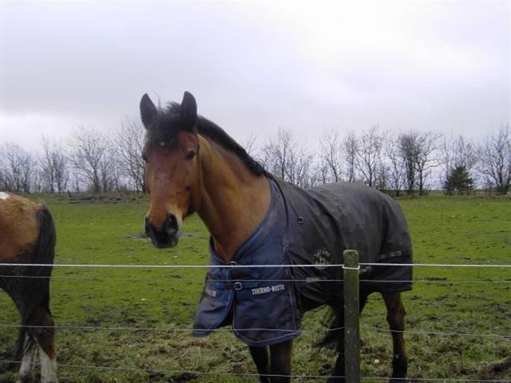 Oldenborg Extreme Innocence - Extreme Innocence poserer lige for fotografen. billede 1