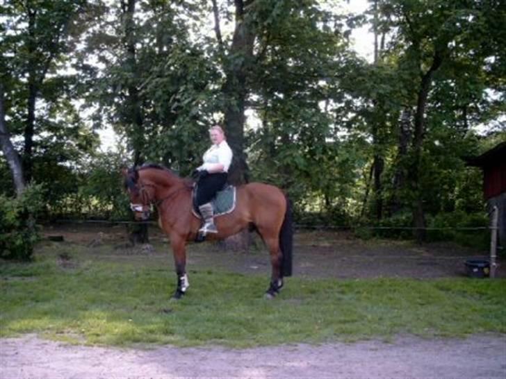 Oldenborg Extreme Innocence - Gammelt billede af mig og dyret, efter en omgang dressurtræning v. vores træner. billede 2