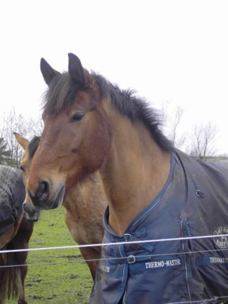 Oldenborg Extreme Innocence - "Sammidrengen" billede 3