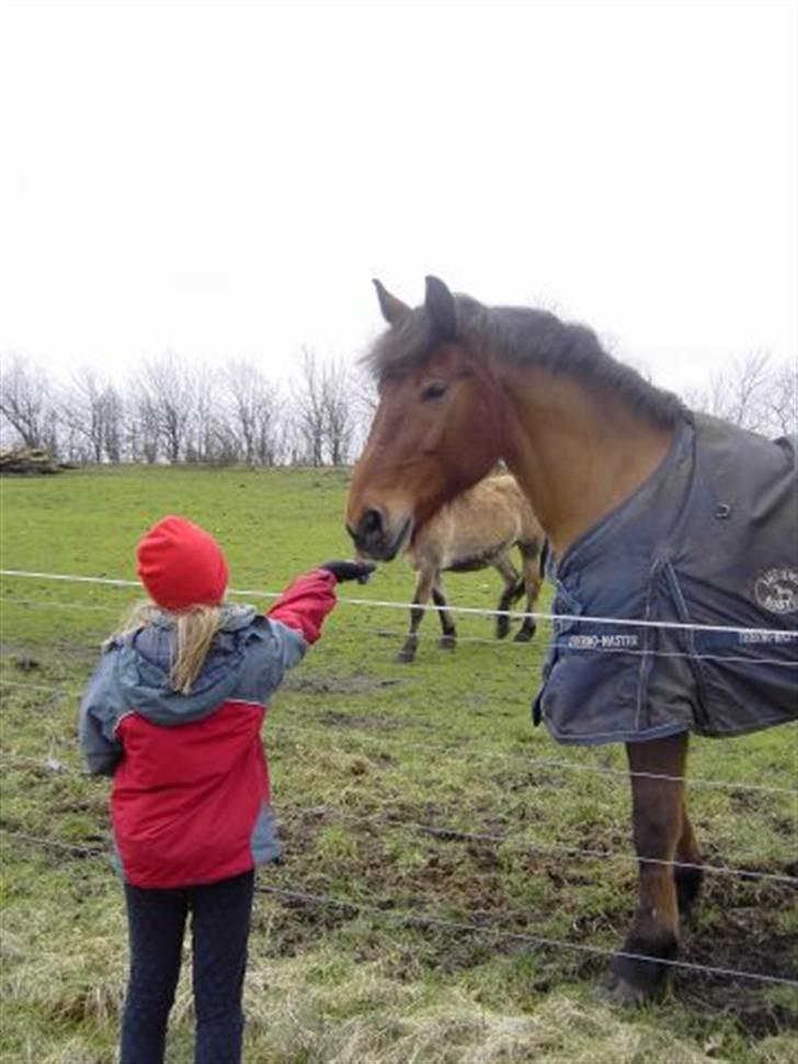 Oldenborg Extreme Innocence - Lille pige, stor hest... Christina giver lige den madglade dreng et par godbidder... billede 4