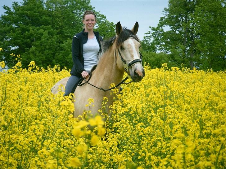 Palomino toffee  billede 1