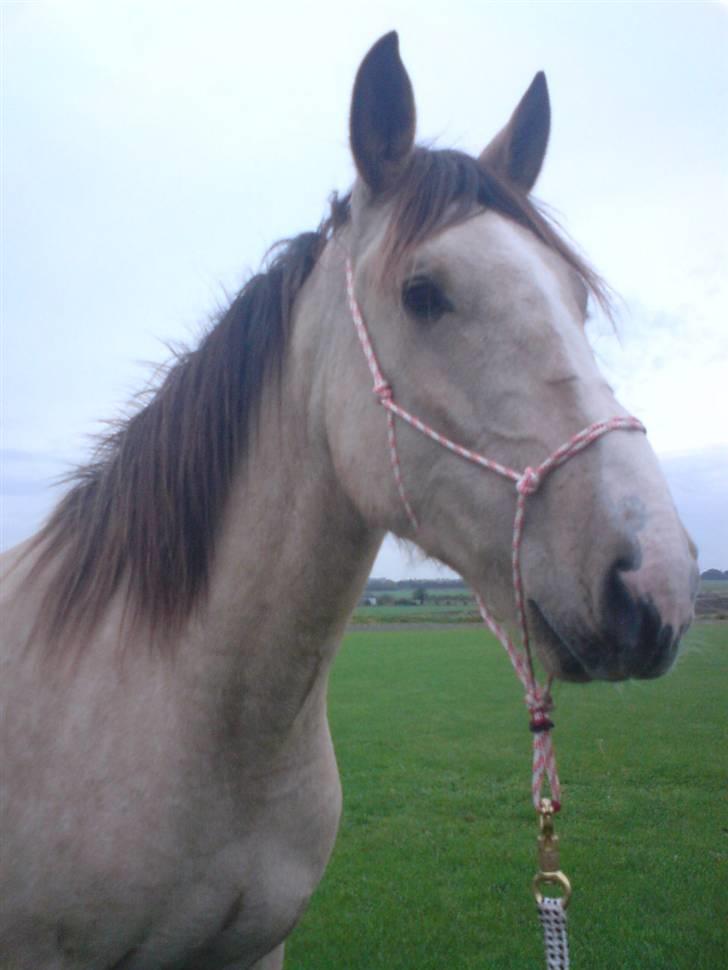 Palomino toffee  billede 2