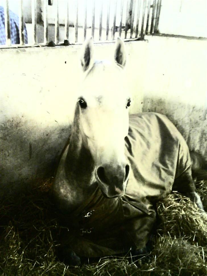 Anden særlig race Moonjam  billede 12