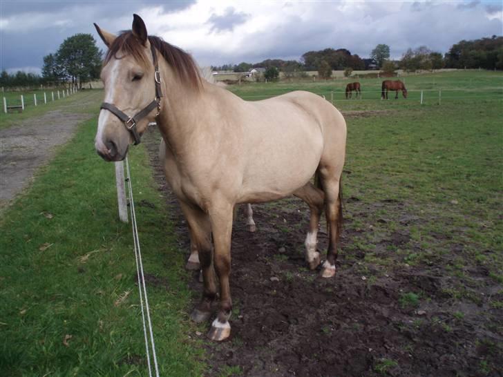 Palomino toffee  billede 4