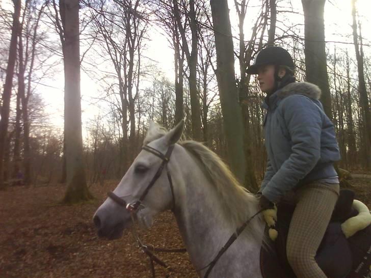 Anden særlig race Moonjam  billede 15