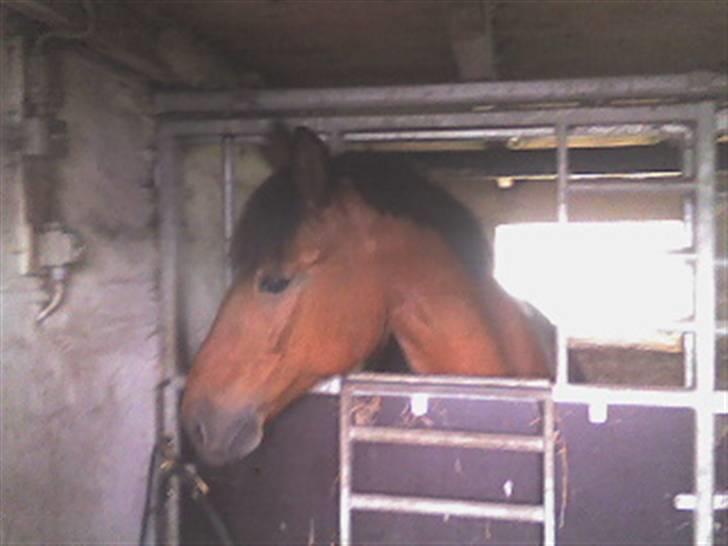 Oldenborg Extreme Innocence - "Sammidrengen" i sin nye boks (2005) billede 6