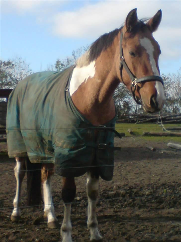 Anden særlig race Lunderskovs Watch Me billede 8