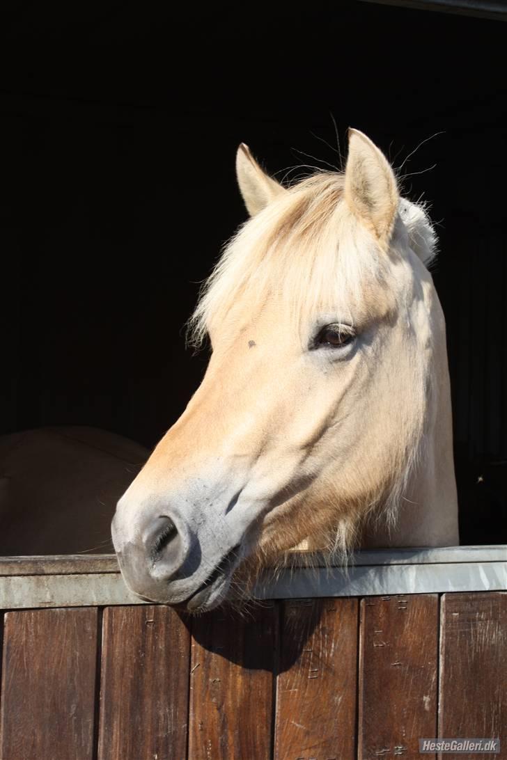 Fjordhest Faldborgs Sofie  - Velkommen til Fisens profil, smid gerne en kommentar og en bedømmelse. (kopiring uden tilladelse er forbudt!) foto: jl-photo billede 1