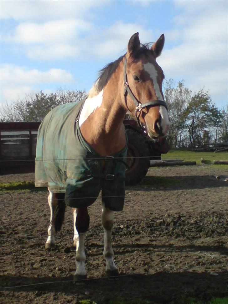 Anden særlig race Lunderskovs Watch Me billede 10