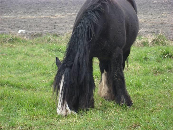 Irish Cob Barbie R.I.B billede 17