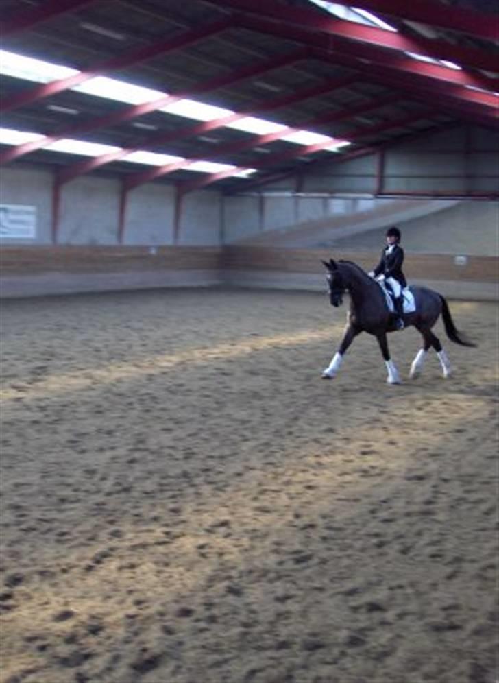 Dansk Varmblod Pasquinel billede 1