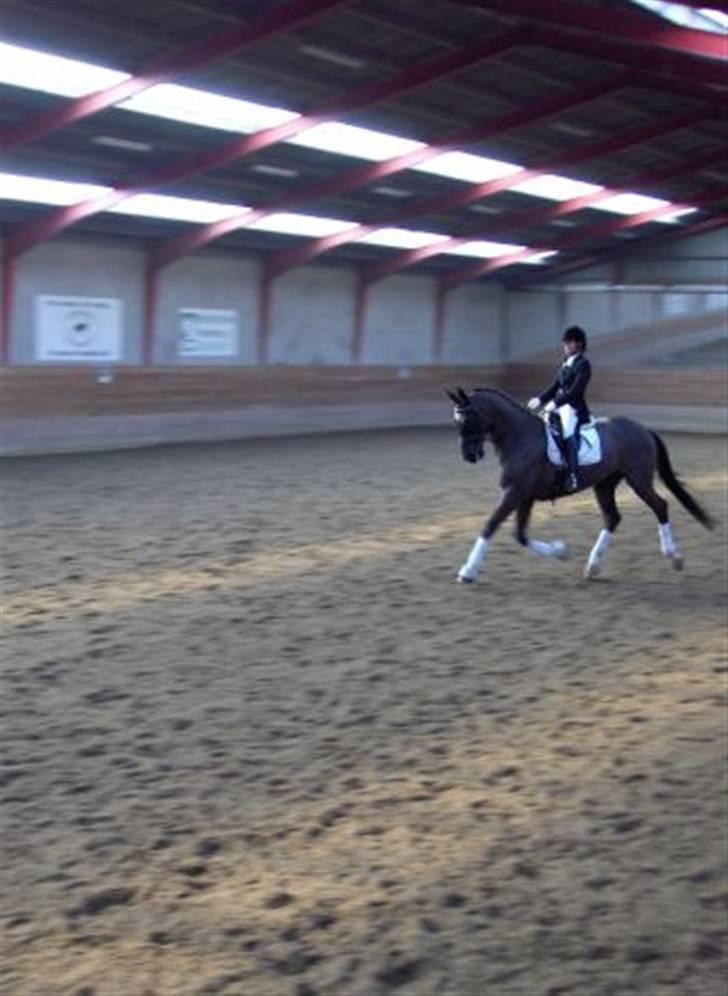 Dansk Varmblod Pasquinel billede 2