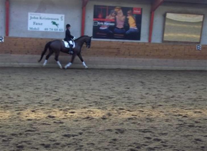 Dansk Varmblod Pasquinel - Stævne i faxe billede 3