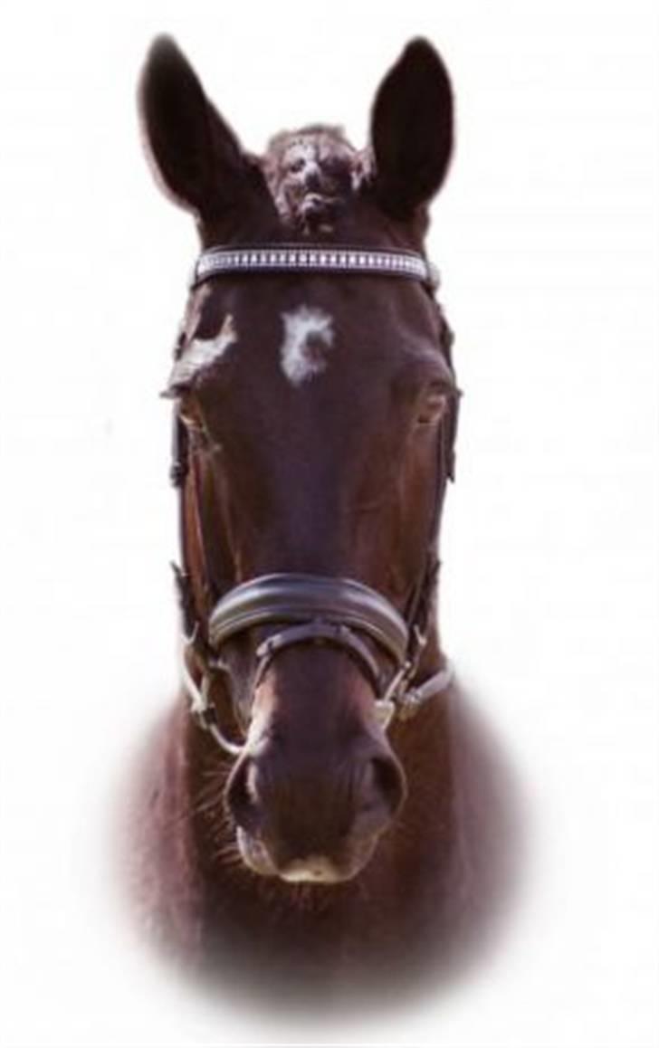 Dansk Varmblod Pasquinel billede 4