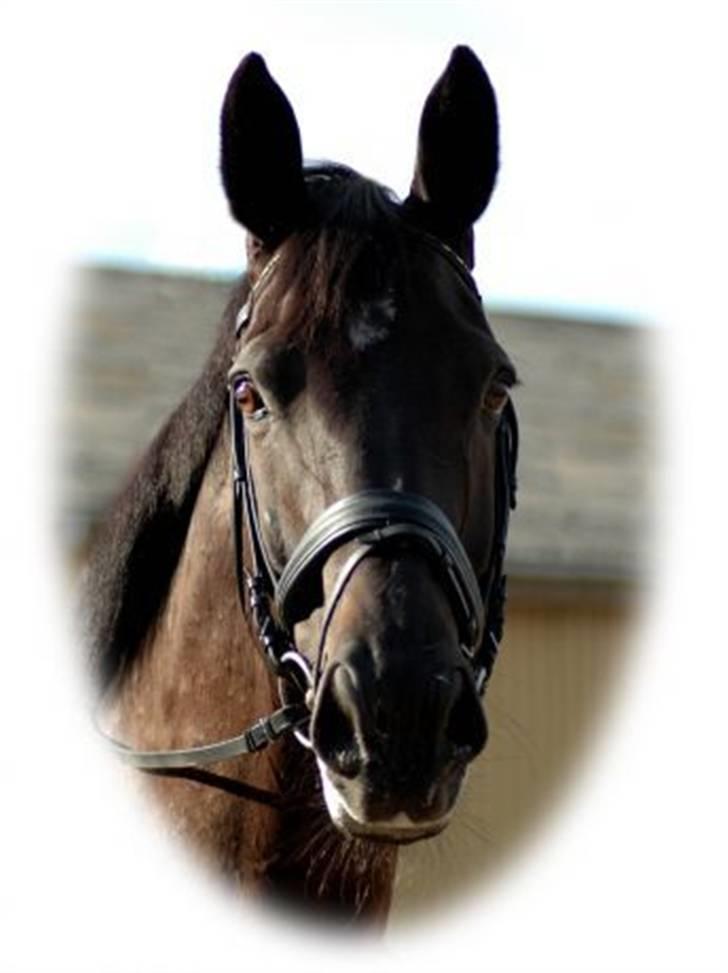 Dansk Varmblod Pasquinel billede 5