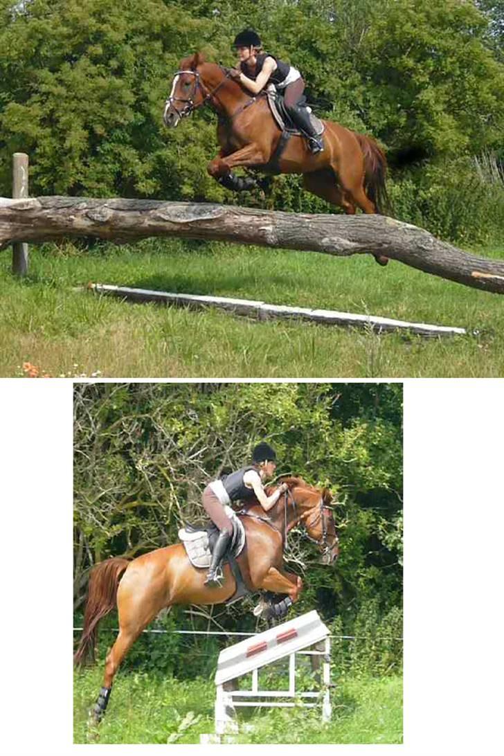 Dansk Varmblod Lavega #Aflivet#  - Lavega og jeg til vores første terræntræning på Søborggård d. 29.07.2009. Fotograf; min far   billede 2