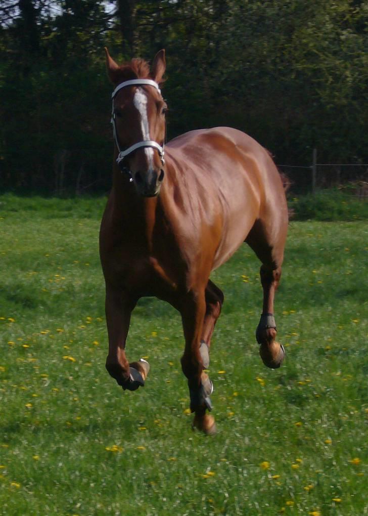 Dansk Varmblod Lavega #Aflivet#  -  Lavega i fuld fart rundt på græsfolden. Maj 2008. Fotograf; mig selv     billede 6