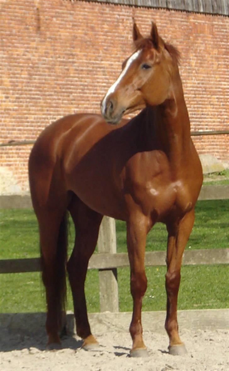 Dansk Varmblod Lavega #Aflivet#  - Lavega løs på banen. d. 20.04.2008. Fotograf; Frederikke   billede 8