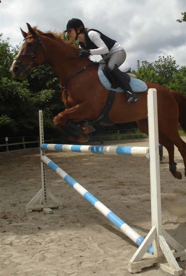 Dansk Varmblod Lavega #Aflivet#  - Springtræning på Lavega, elsker bare det billede. d. 11.06.2008. Fotograf; Frederikke    billede 10