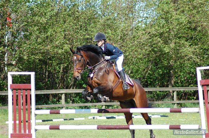 Dansk Varmblod Highway - solgt - Stævne i Grenå (o: Foto: Line Hald billede 14