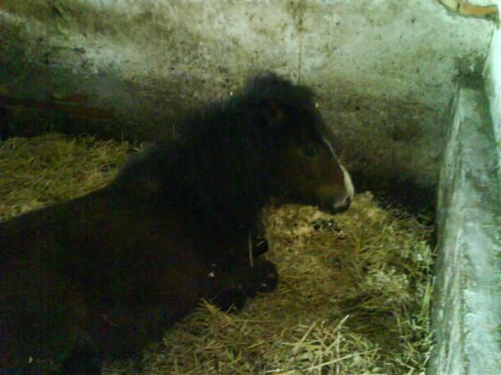 Shetlænder Lady (Solgt) billede 9