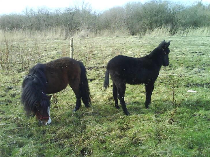 Shetlænder Lady (Solgt) billede 10