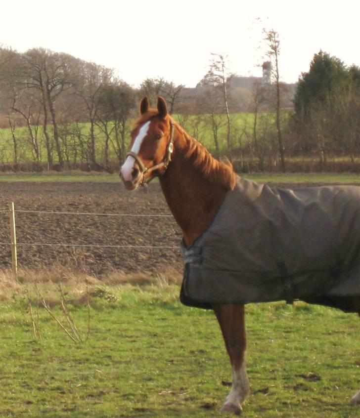 Frederiksborg Jupiter  billede 7