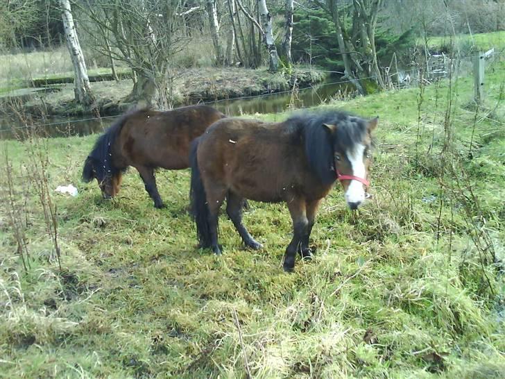 Shetlænder Lady (Solgt) billede 11