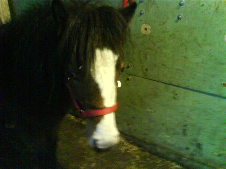 Shetlænder Lady (Solgt) billede 12