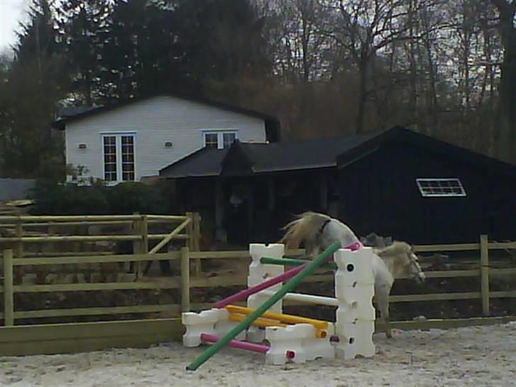 New Forest Amber - solgt :( - løsspringer 130 cm billede 19