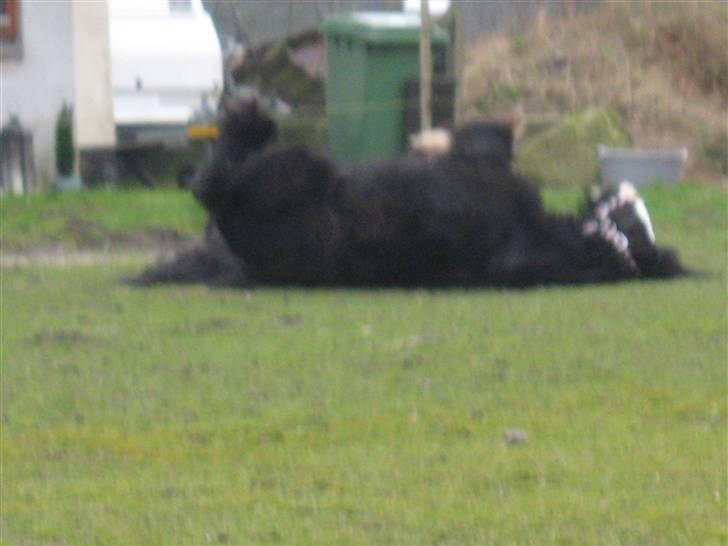 Irish Cob Zafir billede 7