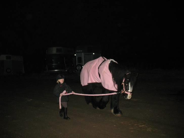 Irish Cob Zafir billede 8
