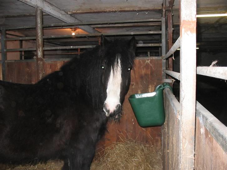 Irish Cob Zafir billede 9