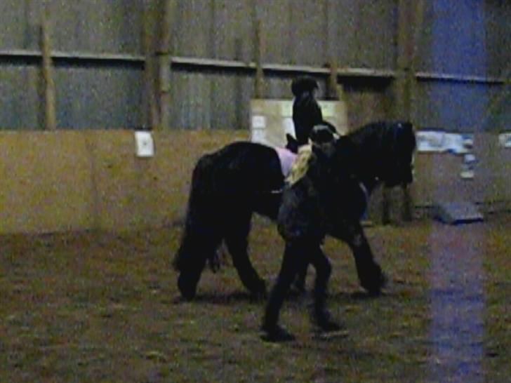 Irish Cob Zafir billede 10