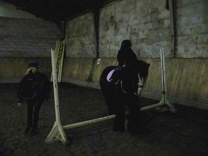 Irish Cob Zafir billede 11