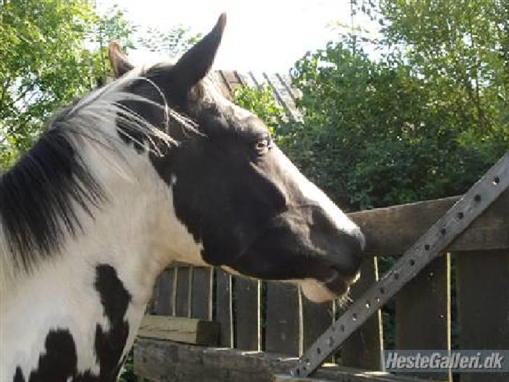 Anden særlig race Dolcé billede 1