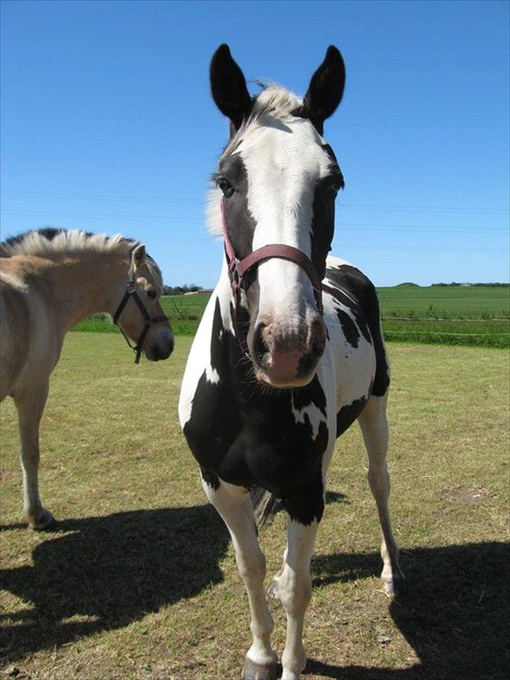 Anden særlig race Dolcé - Nøj hvor jeg dog savner den hest i: <3 billede 2