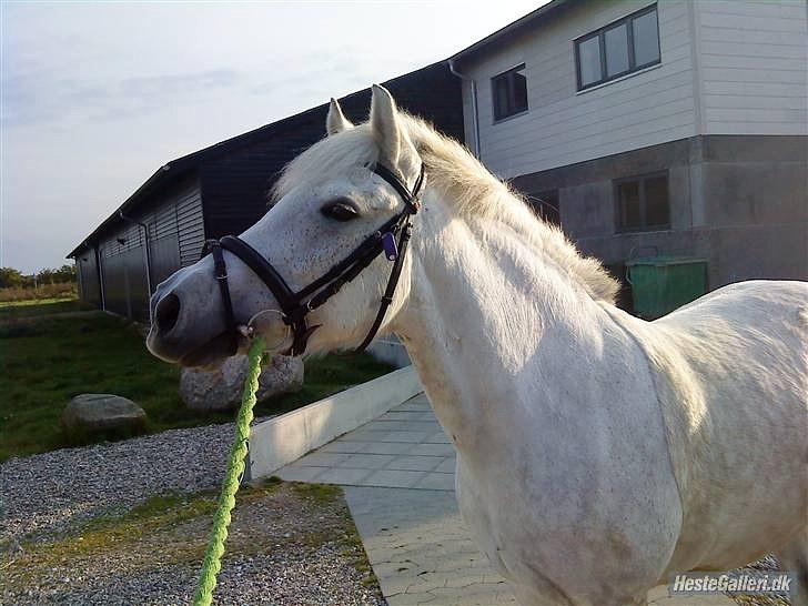Anden særlig race Cloe :'( Min engel! R.I.P - Min hvide prinsesse, savner dig! :´( billede 3