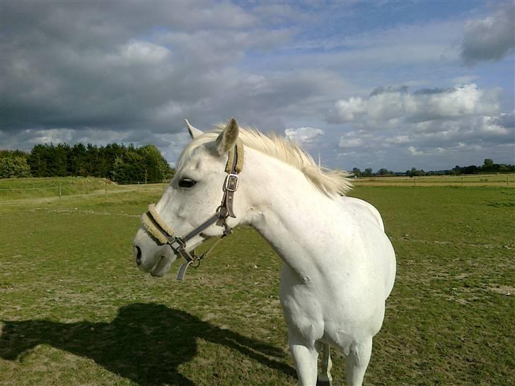 Anden særlig race Cille<3 - Cille på folden;) billede 19