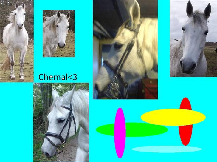 Anden særlig race Shamal *RIP* billede 16