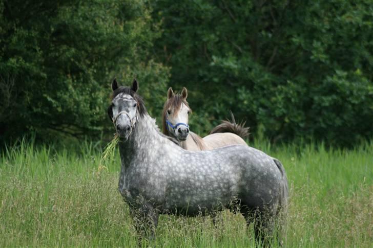 Lipizzaner Louis Vuitton (solgt) billede 1