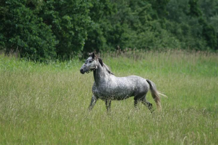 Lipizzaner Louis Vuitton (solgt) billede 2